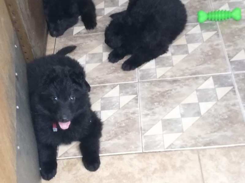 D_NQ_NP_2X_828270-MLC53736227323_022023-F