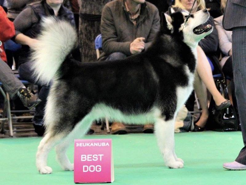 Snowolf Black Ice Buddy